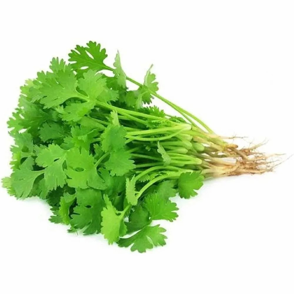 Fresh Coriander Leaf